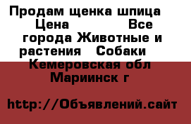 Продам щенка шпица.  › Цена ­ 15 000 - Все города Животные и растения » Собаки   . Кемеровская обл.,Мариинск г.